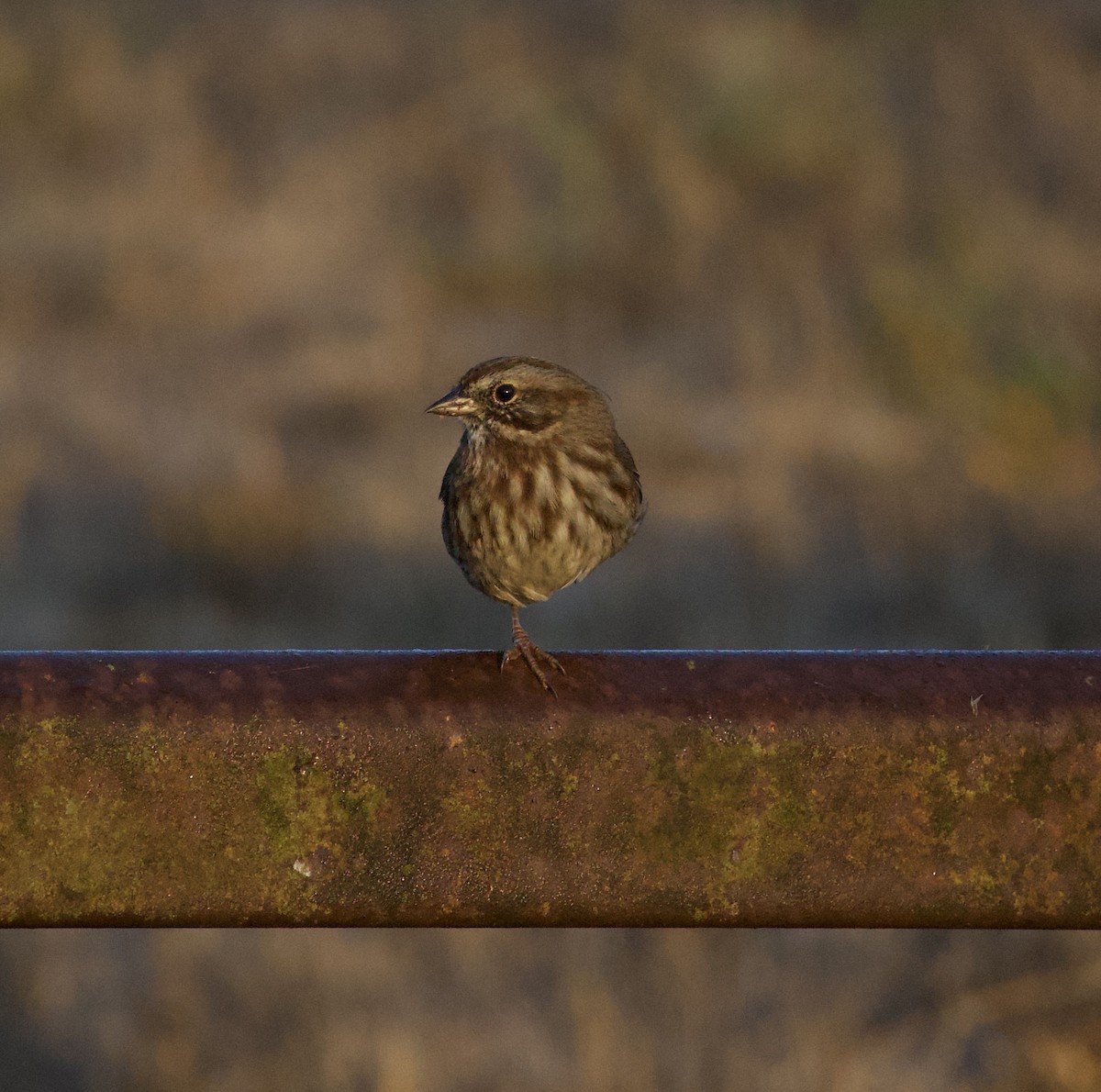 Song Sparrow - ML644905795