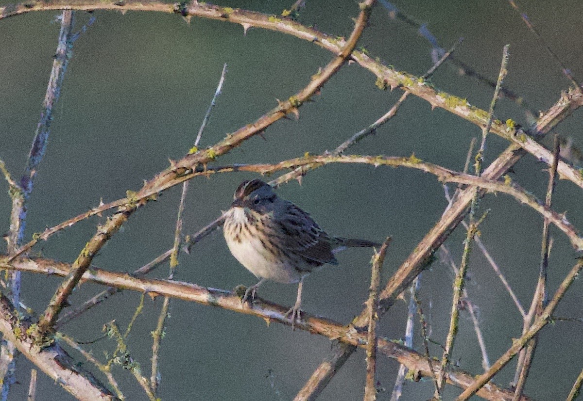 Lincoln's Sparrow - ML644905798
