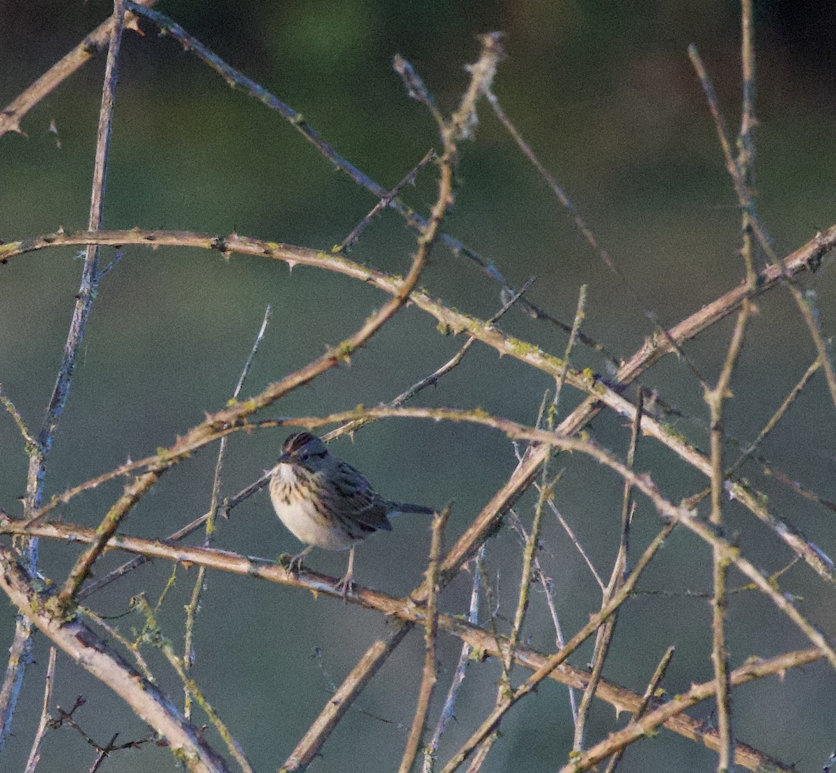 Lincoln's Sparrow - ML644905799
