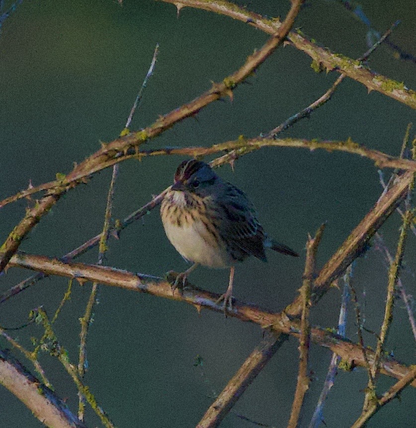 Lincoln's Sparrow - ML644905800