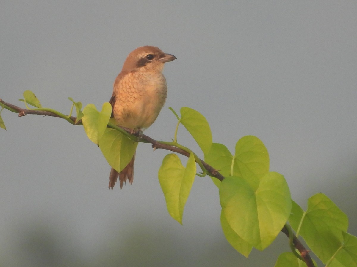 Brown Shrike - ML644905801