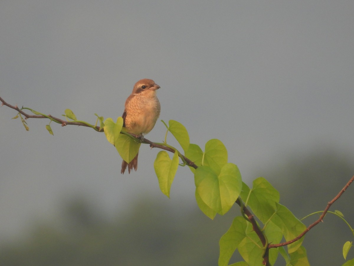 Brown Shrike - ML644905802
