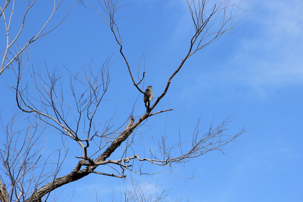 Sharp-shinned Hawk - ML644905803