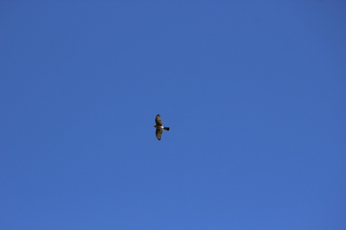 Sharp-shinned Hawk - ML644905809