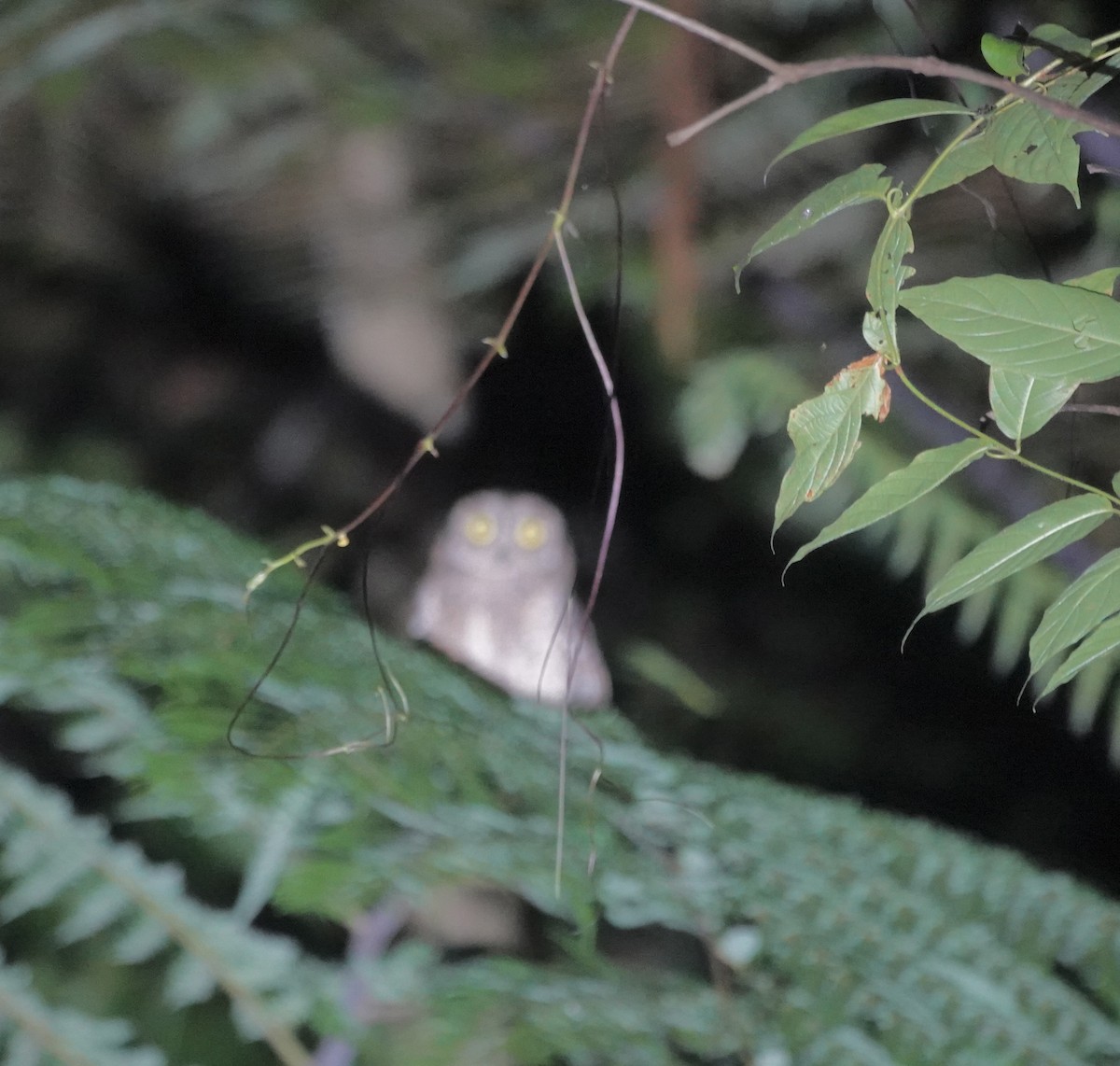 výreček molucký [skupina magicus] - ML644905824