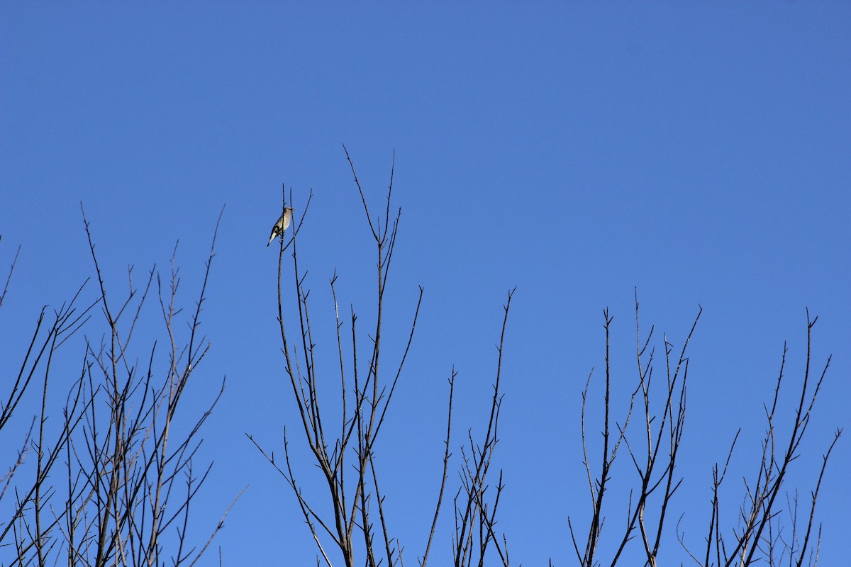 Buztanori amerikarra - ML644905832