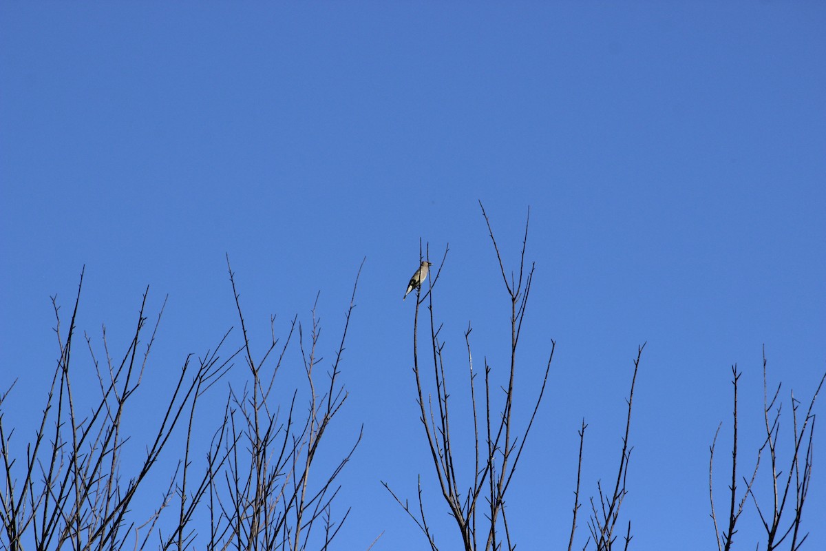 Buztanori amerikarra - ML644905835