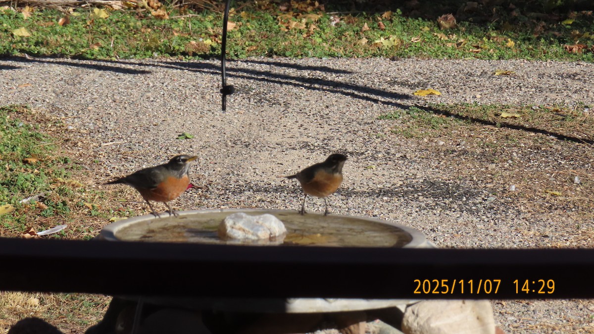 コマツグミ - ML644905850