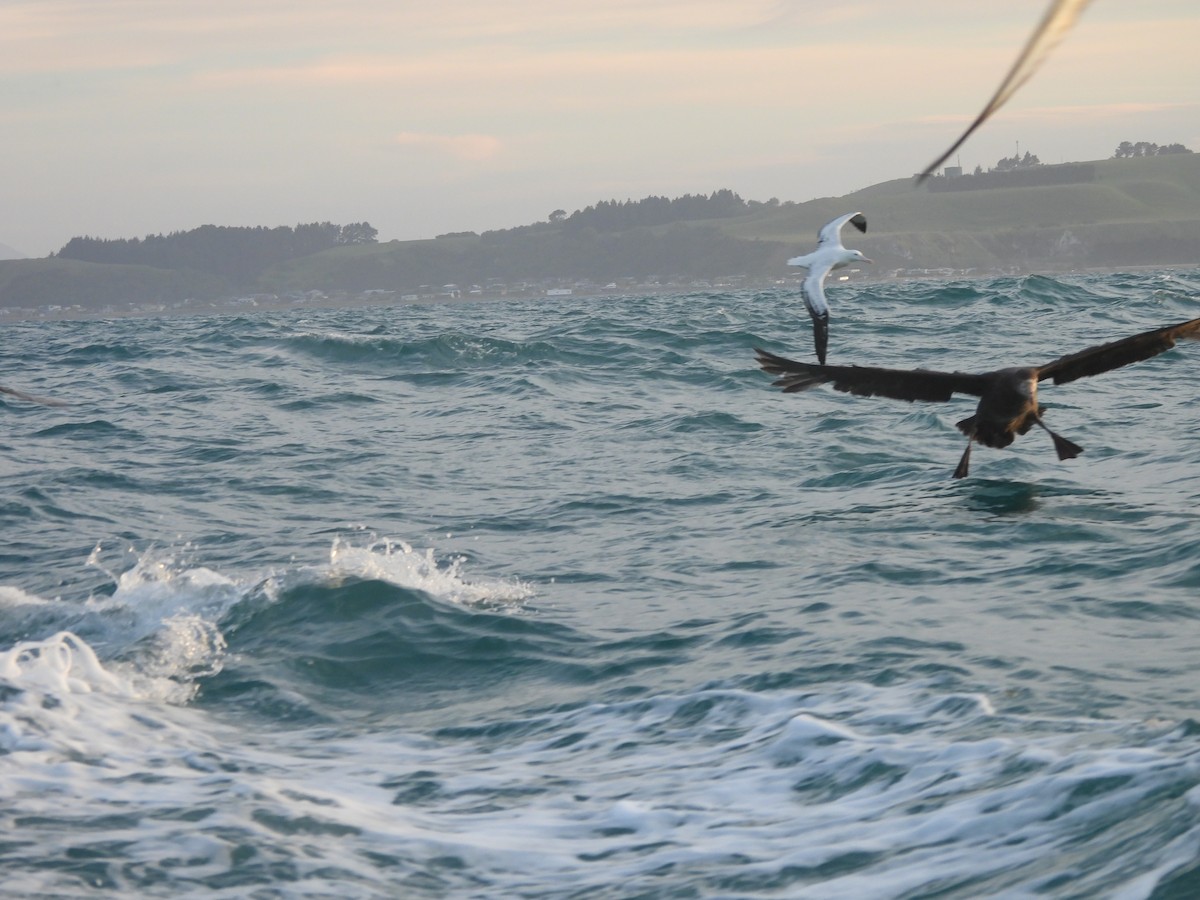 large albatross sp. - ML644905859