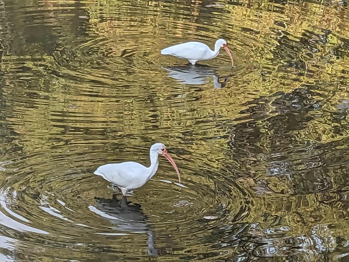 White Ibis - ML644905877