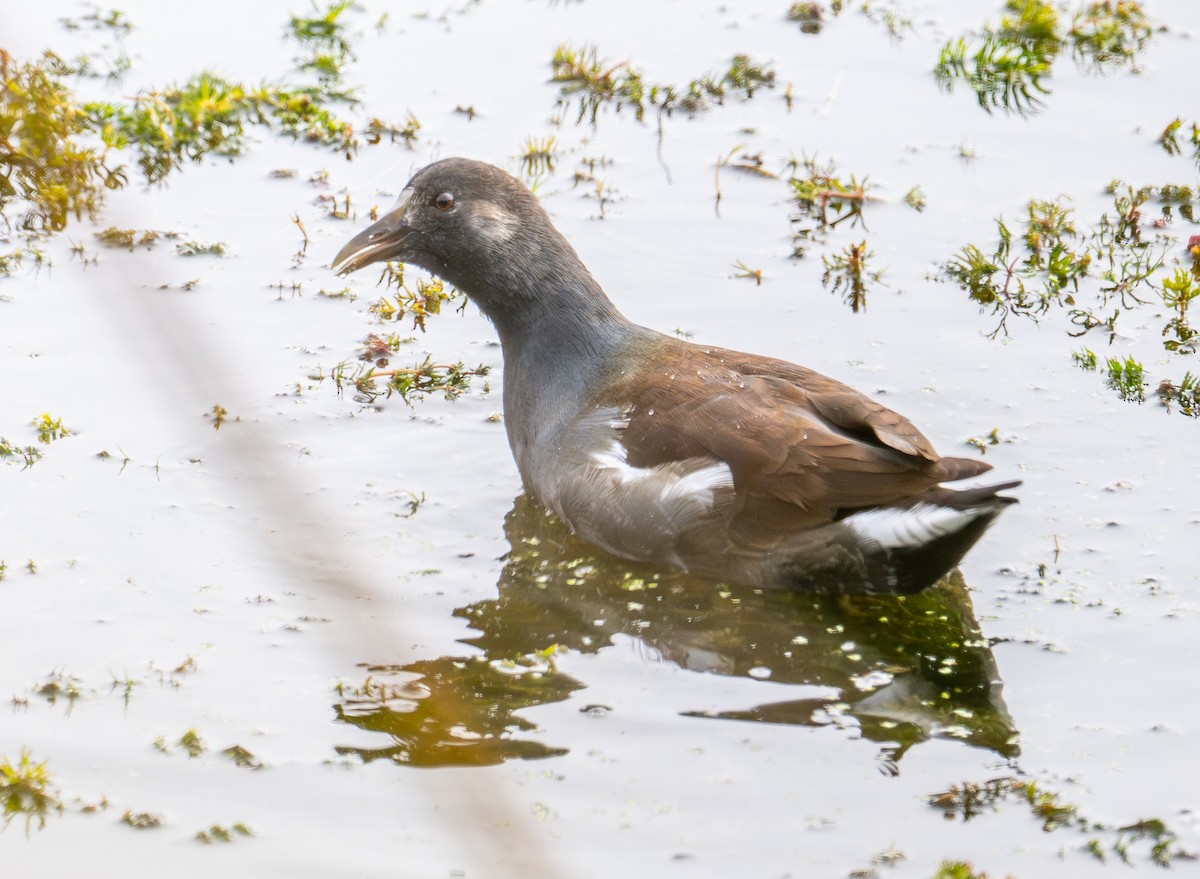 Amerika Sutavuğu - ML644905879