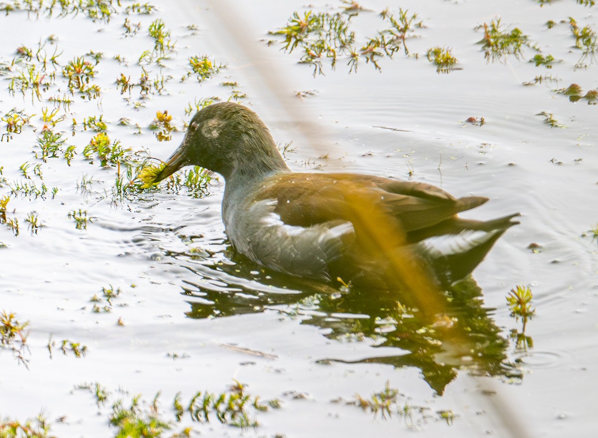 Amerika Sutavuğu - ML644905880