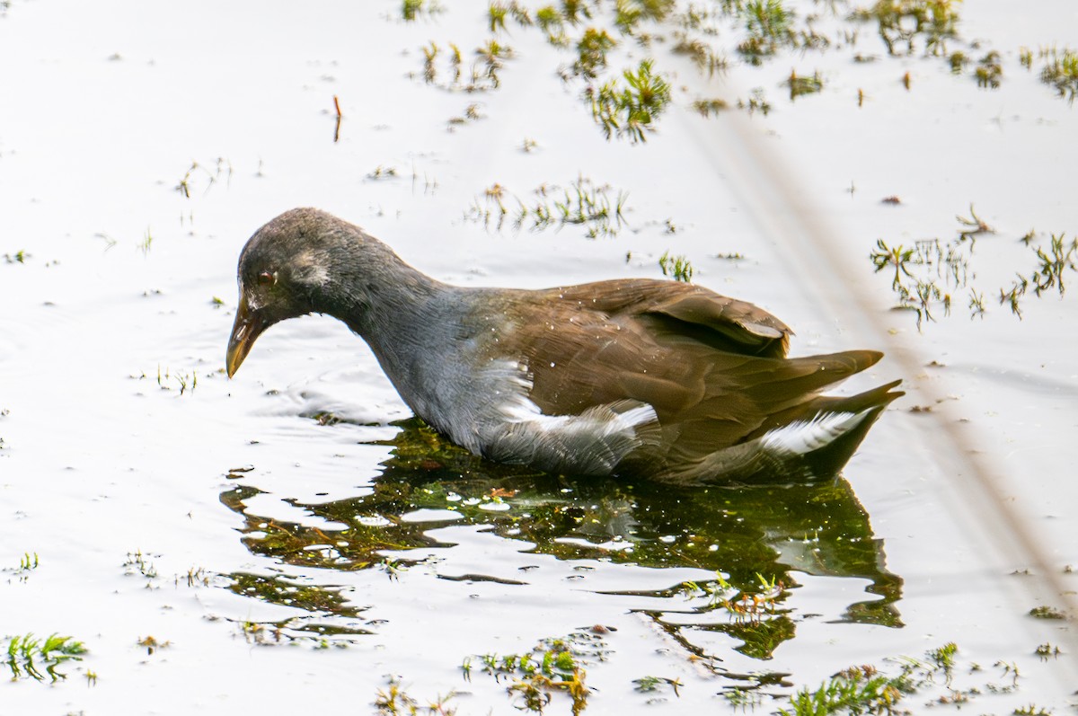 Amerika Sutavuğu - ML644905881