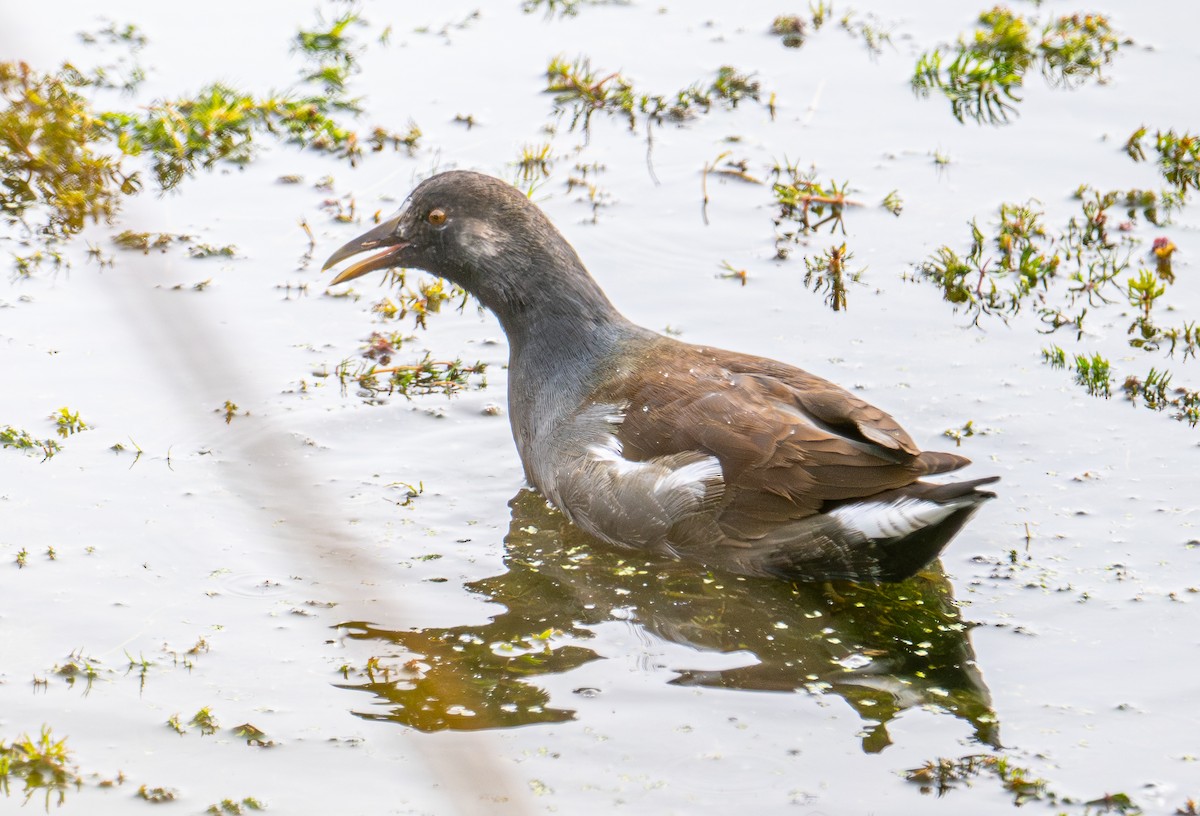 Amerika Sutavuğu - ML644905883