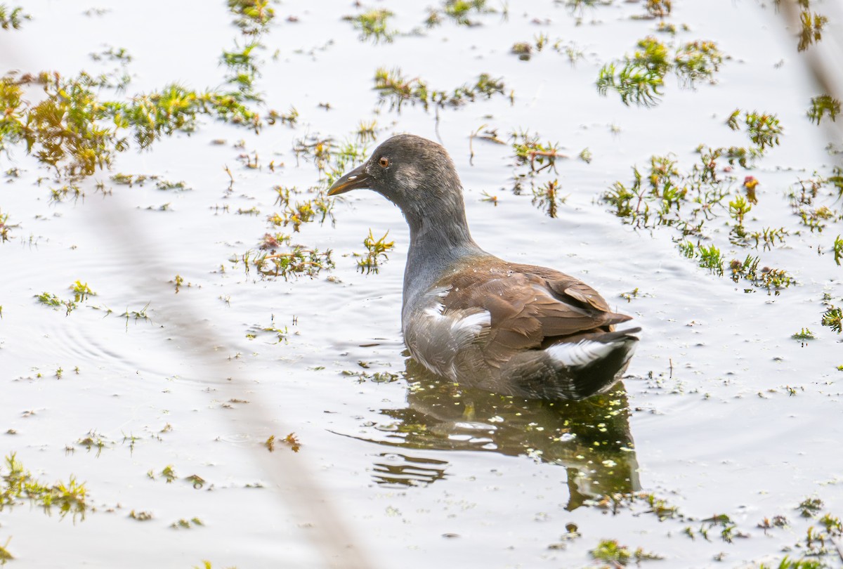 Amerika Sutavuğu - ML644905884