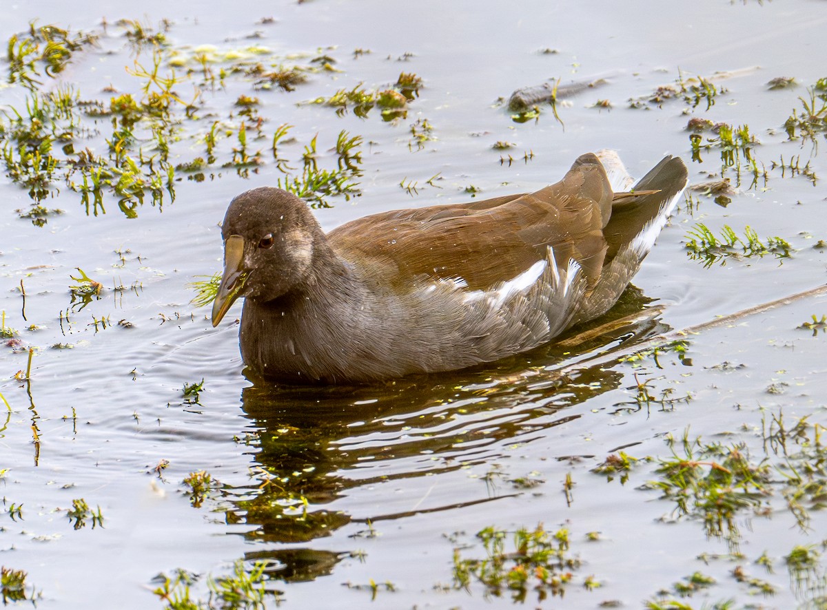 Amerika Sutavuğu - ML644905892