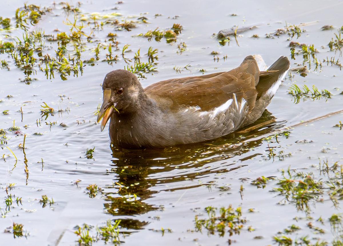 Amerika Sutavuğu - ML644905893