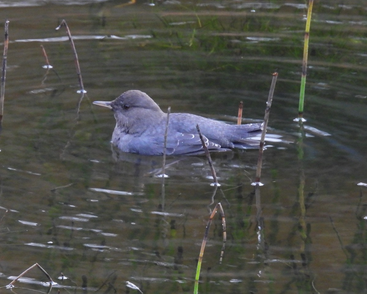 Ur-zozo iparramerikarra - ML644905899