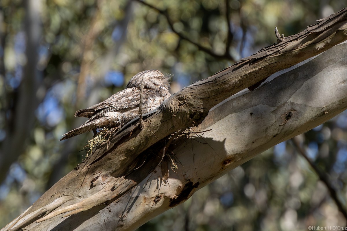 Tawny Frogmouth - ML644905901