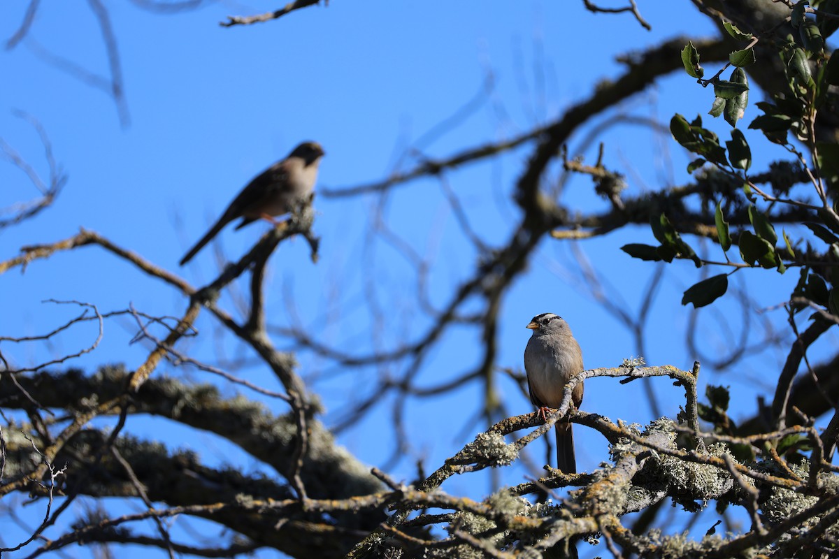 White-crowned Sparrow - ML644905929