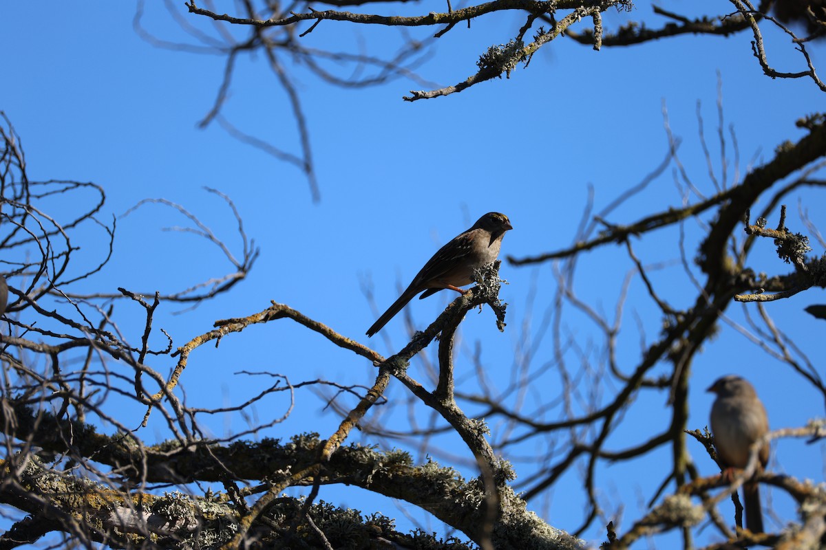 White-crowned Sparrow - ML644905933