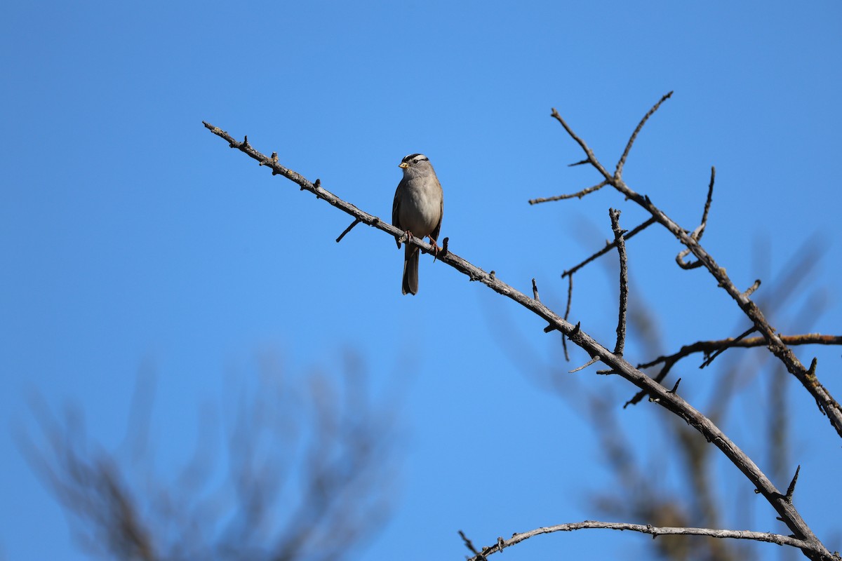 White-crowned Sparrow - ML644905943