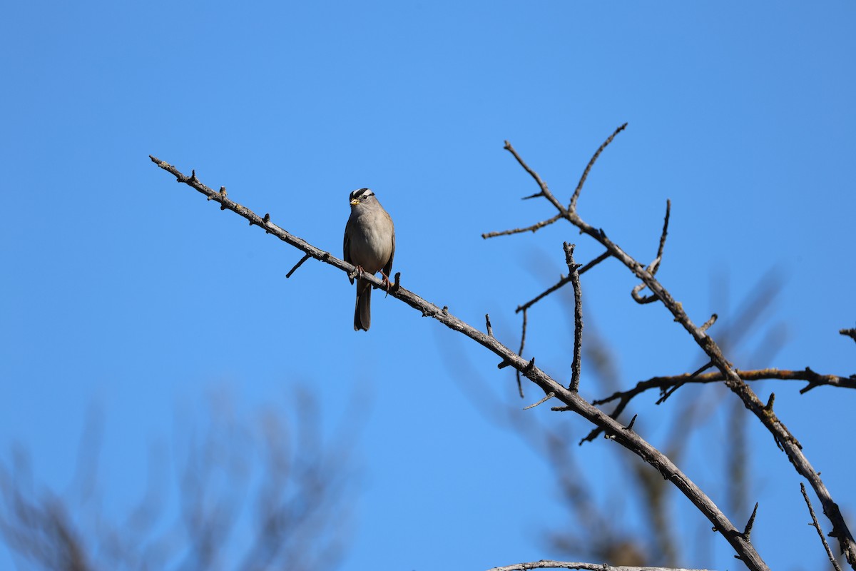 White-crowned Sparrow - ML644905951
