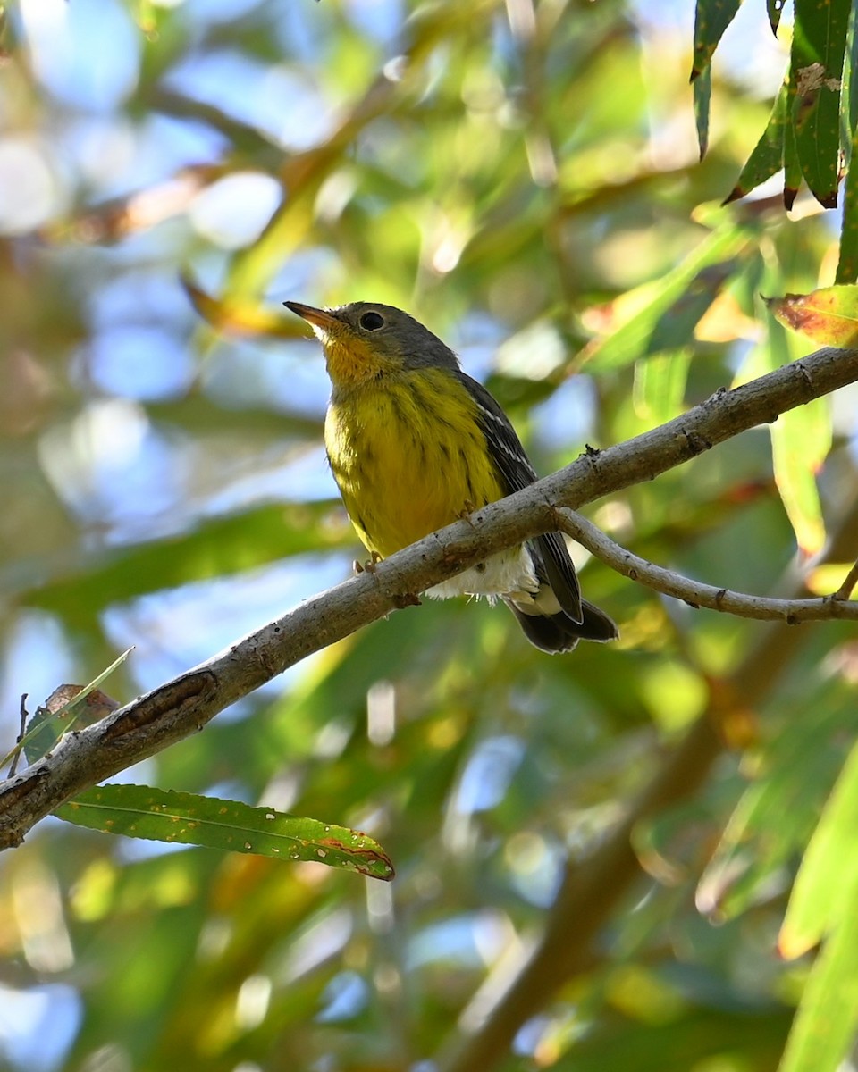 Magnolia Warbler - ML644905965
