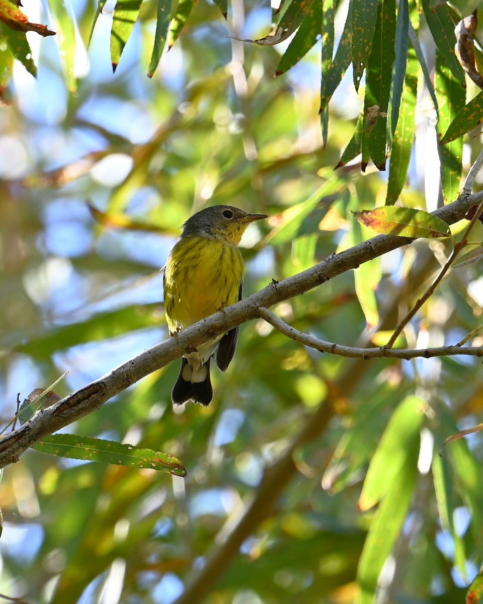 Magnolia Warbler - ML644905972