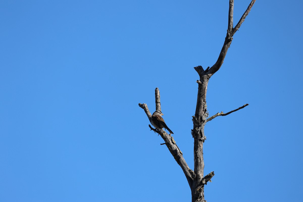 White-crowned Sparrow - ML644905979