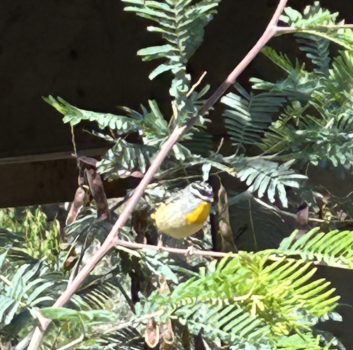Spotted Pardalote - ML644905981
