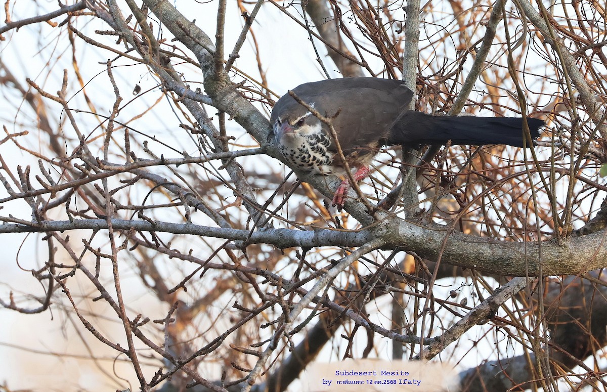 krumnebbmesitt - ML644906001