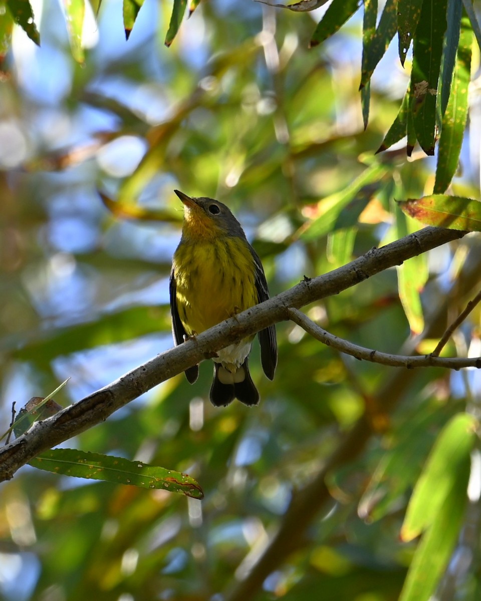 Magnolia Warbler - ML644906004
