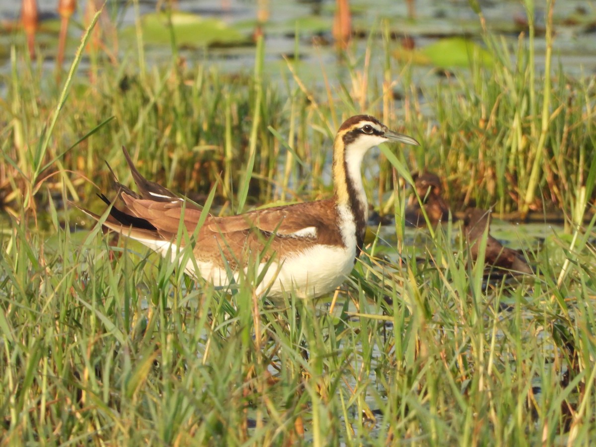 Pheasant-tailed Jacana - ML644906005