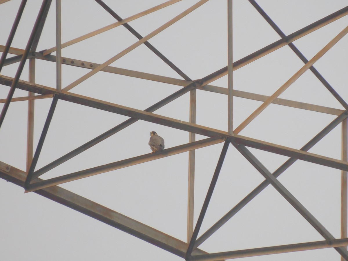 遊隼 - ML644906008