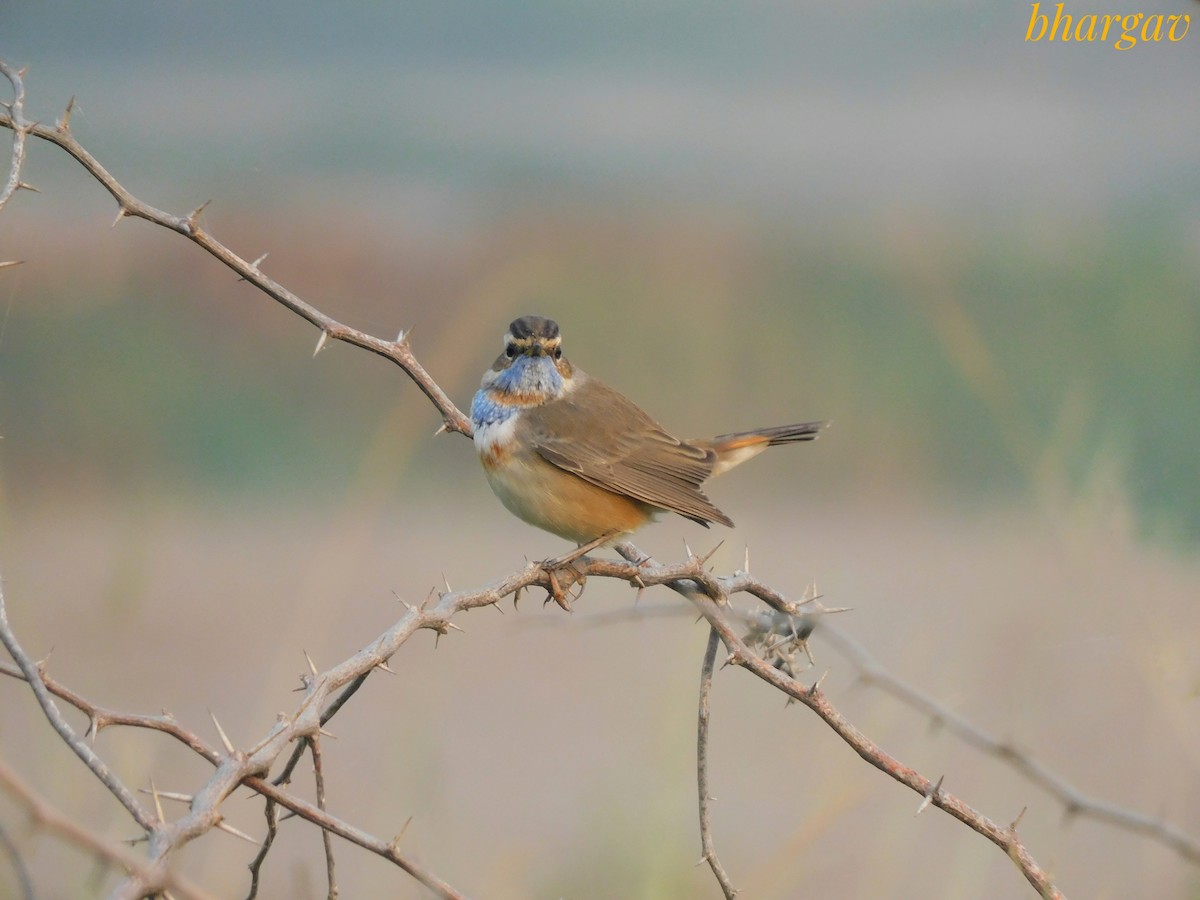 Bluethroat - ML644906030