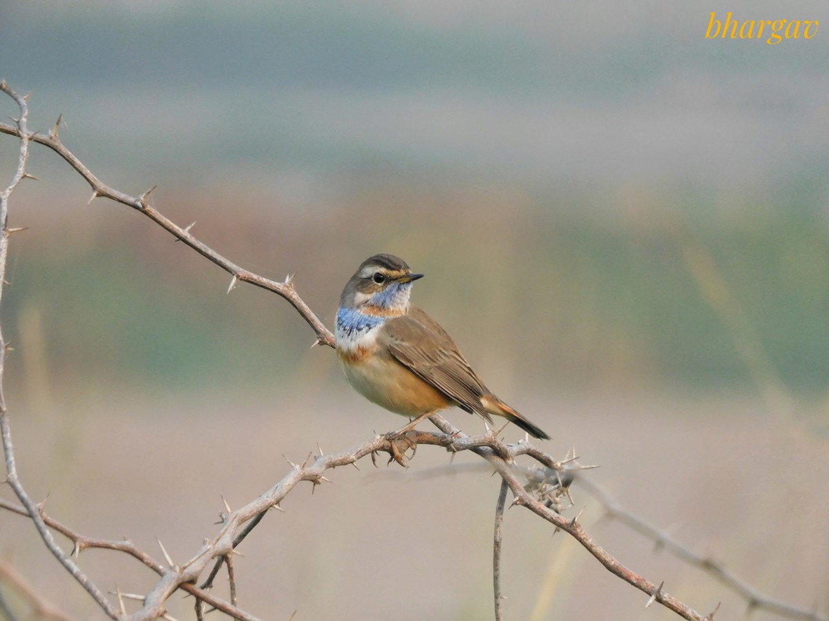 Bluethroat - ML644906031
