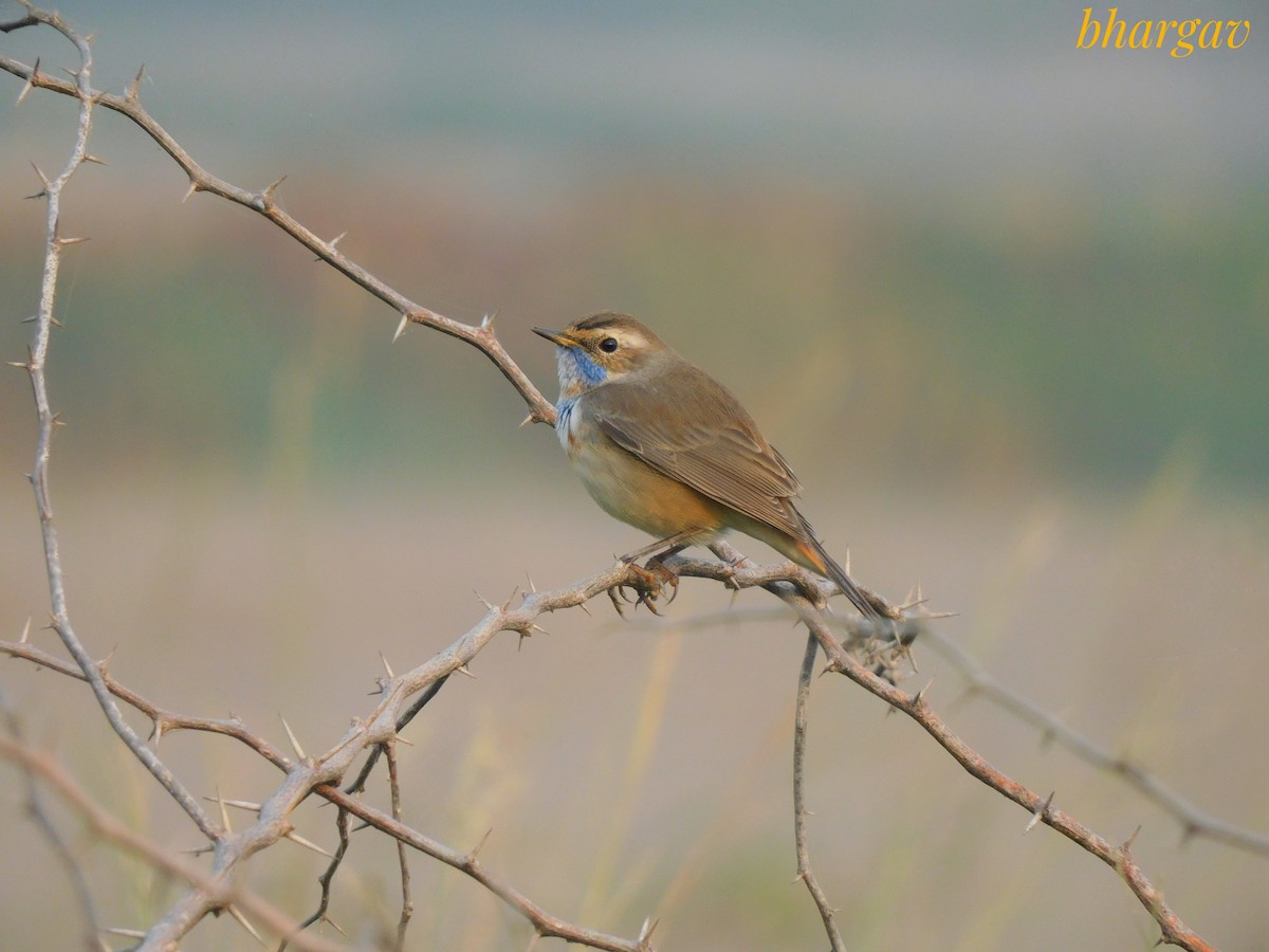 Bluethroat - ML644906032