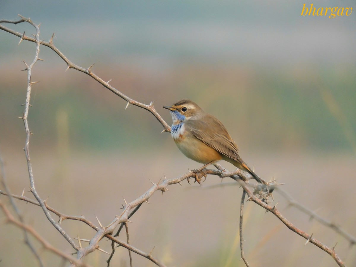Bluethroat - ML644906033