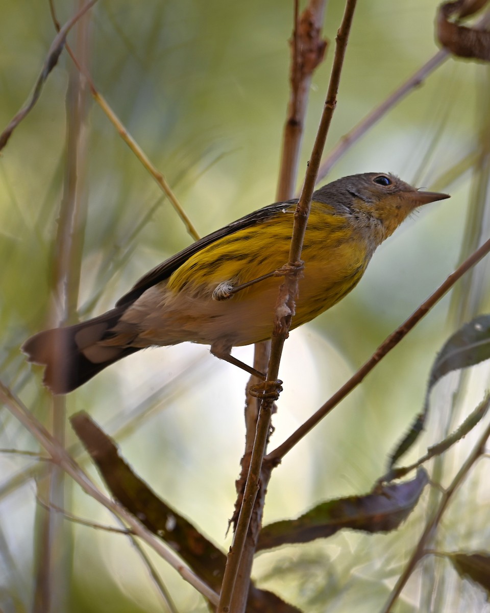 Magnolia Warbler - ML644906041