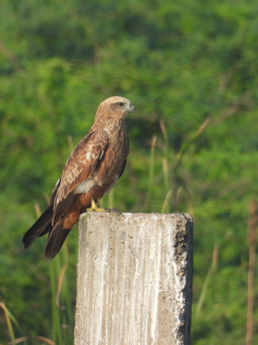 Rohrweihe - ML644906044