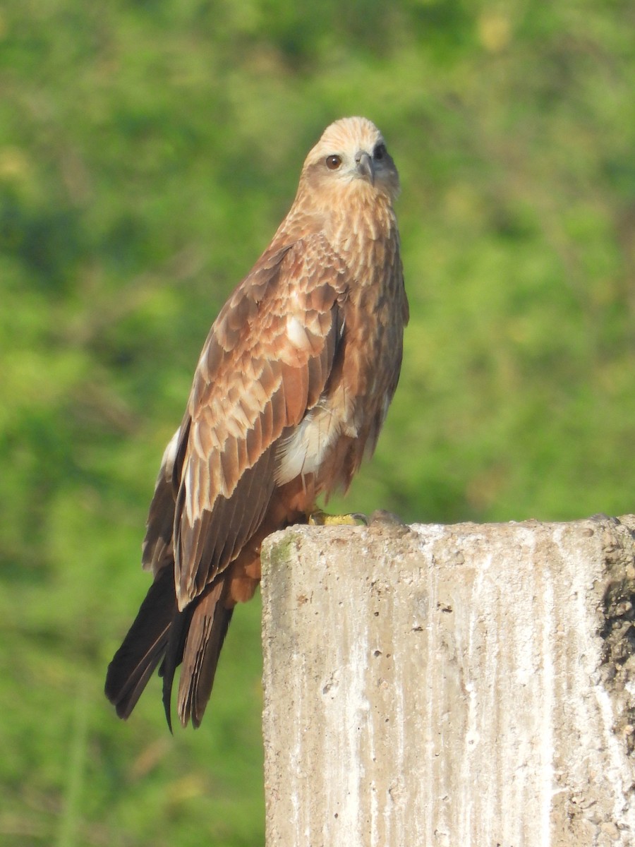 Rohrweihe - ML644906045