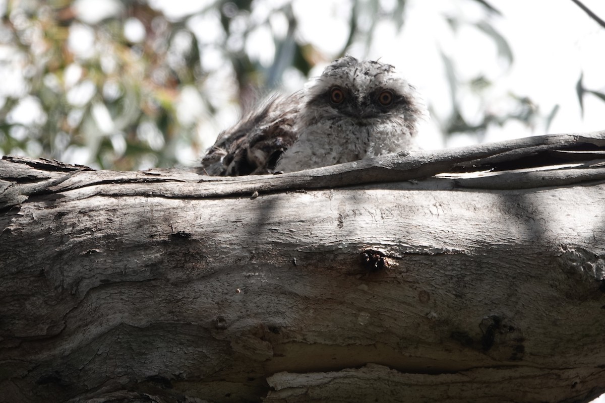 Tawny Frogmouth - ML644906051