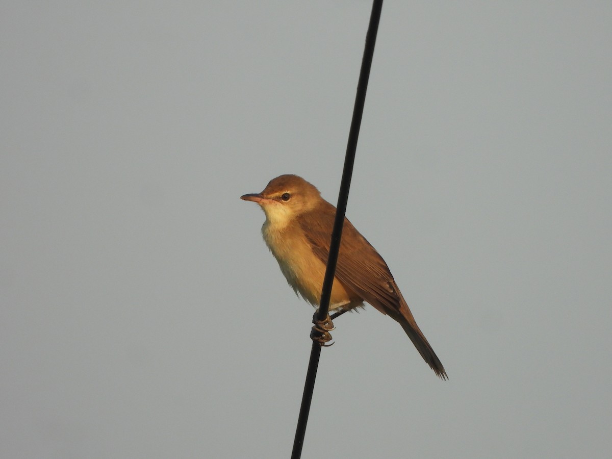 Stentorrohrsänger - ML644906052