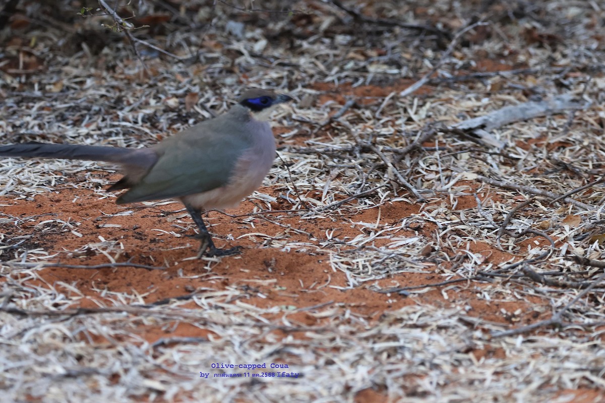 Olive-capped Coua - ML644906056
