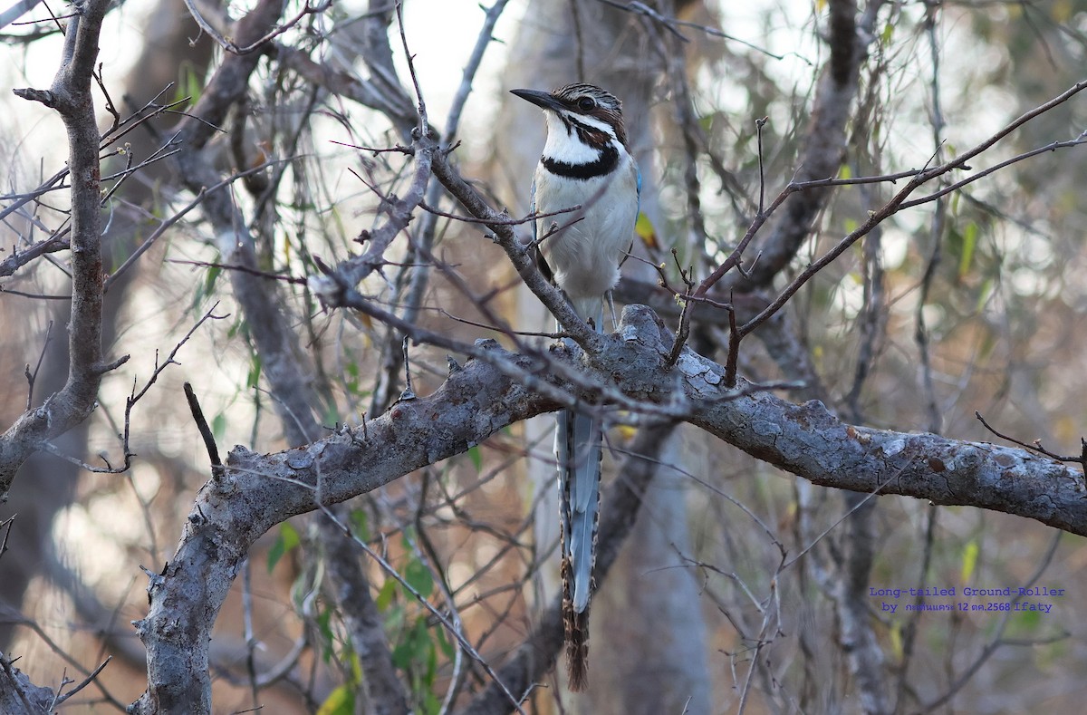 Long-tailed Ground-Roller - ML644906064