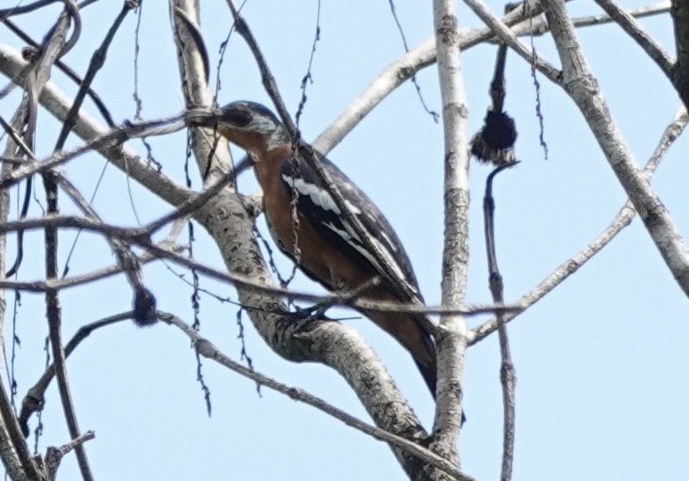 Rufous-bellied Triller - ML644906066