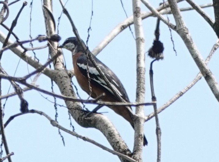 Rufous-bellied Triller - ML644906067