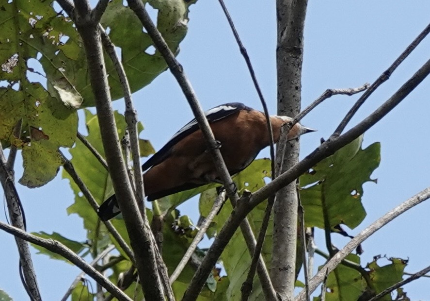 Rufous-bellied Triller - ML644906068