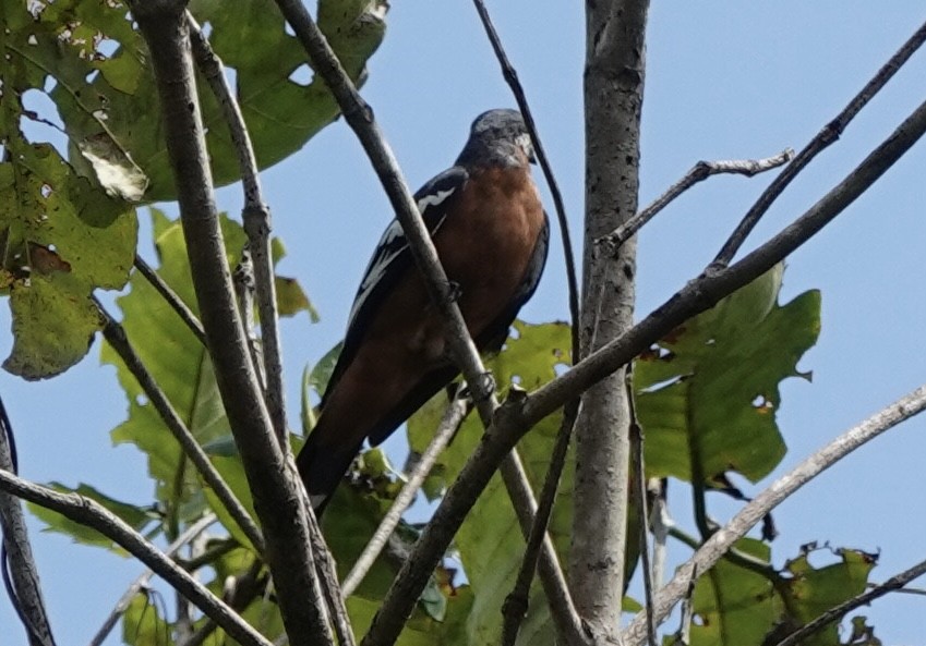 Rufous-bellied Triller - ML644906069